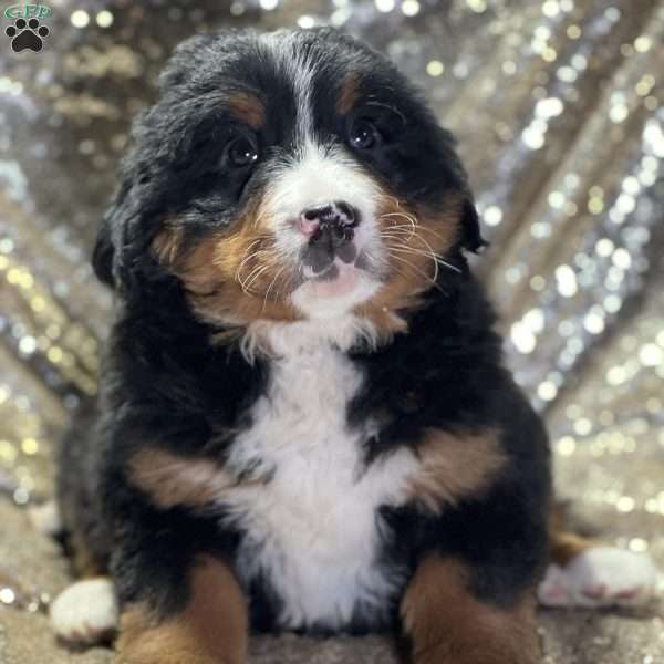 Sarah, Bernese Mountain Dog Puppy